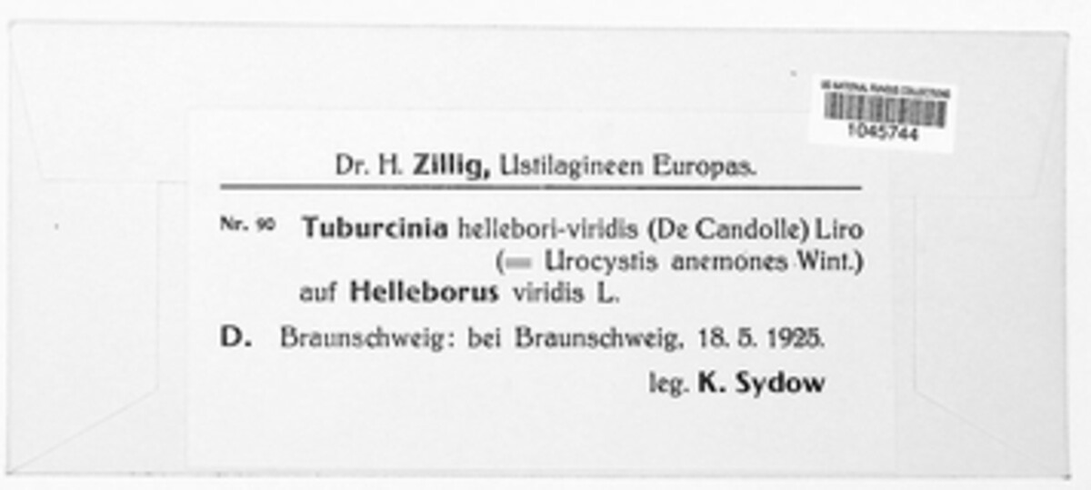 Tuburcinia hellebori-viridis image